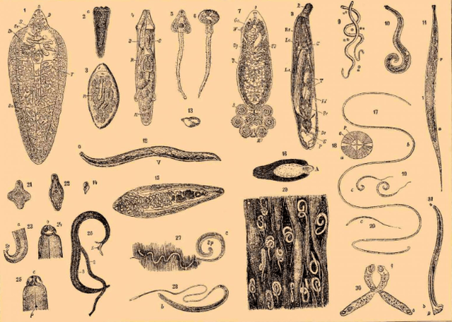 Types of parasites in the human body and where they live