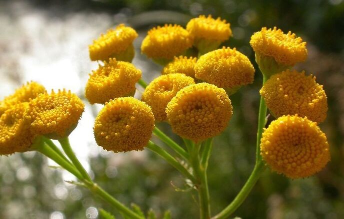 tansy to eliminate parasites from the body