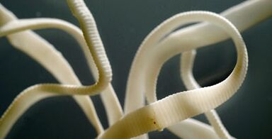 flat parasite of the human body